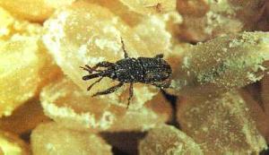 Rice weevil (Sitophilus oryzae)