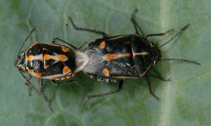 Bagrada bugs