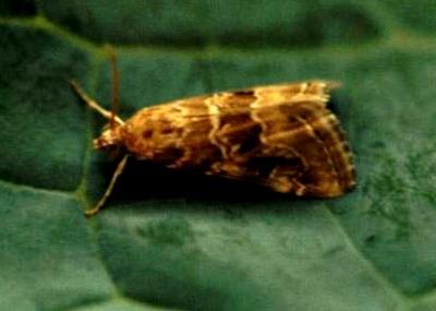 The cabbage moth