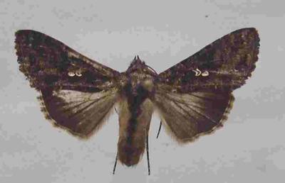 Moth of the cabbage looper.