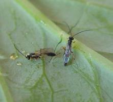 Diamondback moth parasitoid