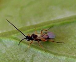 Diamondback moth parasitoid (Cotesia plutellae )