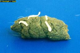 Tapeworm segments