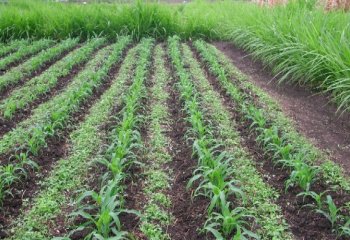 Push pull plot.