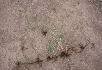 Sedge grass