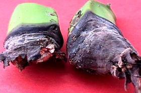 <b>Cigar-end rot</b> symptoms on banana fingers 