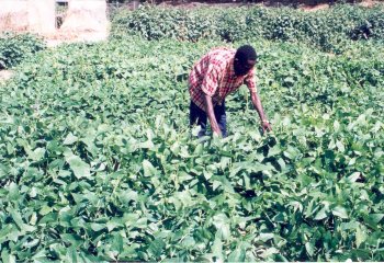 A cowpea field in Senegal â’¸ Maundu, 2003 A cowpea field in Senegal â’¸ Maundu, 2003