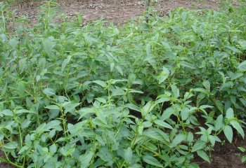 A field of Corchorus at ATC, Kitui, Kenya. © Maundu, 2010 A field of Corchorus at ATC, Kitui, Kenya. © Maundu, 2010