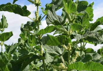 A healthy Urtica massaica crop in the flowering stage. © Maundu, 2019 A healthy Urtica massaica crop in the flowering stage. © Maundu, 2019