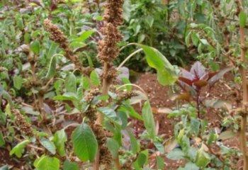 Amaranthus blitum fruiting branch â’¸ Maundu, 2019 Amaranthus blitum fruiting branch â’¸ Maundu, 2019