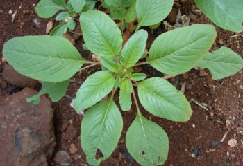 Amaranthus blitum, young plant. â’¸ Maundu, 2012 Amaranthus blitum, young plant. â’¸ Maundu, 2012