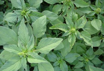 Amaranthus hybridus â’¸ Maundu, 2006 Amaranthus hybridus â’¸ Maundu, 2006