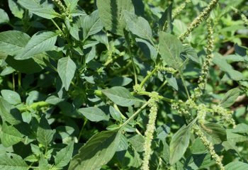 Amaranthus spinosus vegetable leaves- â’¸ Maundu, 2019 Amaranthus spinosus vegetable leaves- â’¸ Maundu, 2019