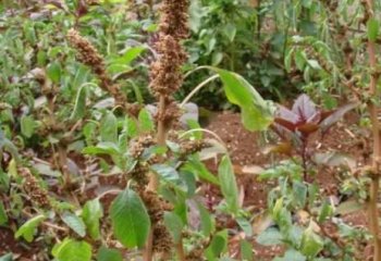 Amaranthus blitum fruiting branch â’¸Maundu 2019 Amaranthus blitum fruiting branch â’¸Maundu 2019
