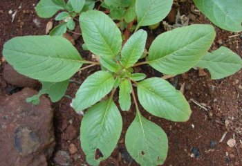Amaranthus blitum young plant. â’¸Maundu2012 Amaranthus blitum young plant. â’¸Maundu2012