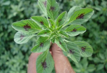 Amaranthus graecizans plant â’¸ P. Maundu, 2006 Amaranthus graecizans plant â’¸ P. Maundu, 2006