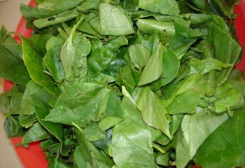Basella aba leaves ready for cooking in Kenya Ⓒ P. Maundu, 2006 Basella aba leaves ready for cooking in Kenya Ⓒ P. Maundu, 2006