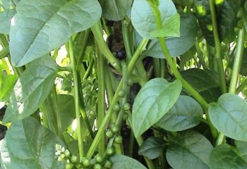 Basella alba fruiting branch in Kenya Ⓒ Maundu, 2021 Basella alba fruiting branch in Kenya Ⓒ Maundu, 2021