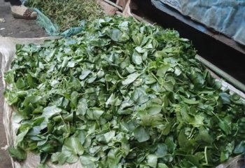 Basella alba leaves marketed at Muthurwa market in Nairobi. @ Muia J, 2023 Basella alba leaves marketed at Muthurwa market in Nairobi. @ Muia J, 2023