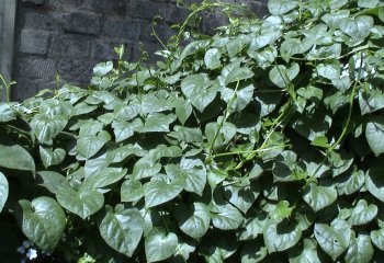 Basella alba plant Ⓒ Maundu, 2021 Basella alba plant Ⓒ Maundu, 2021