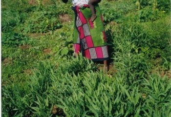 Bitter lettuce in a farm, Lango Mbaya, Kenya. © Maundu, 2000 Bitter lettuce in a farm, Lango Mbaya, Kenya. © Maundu, 2000