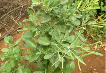 Brassica carinata plant. © Maundu, 2003 Brassica carinata plant. © Maundu, 2003