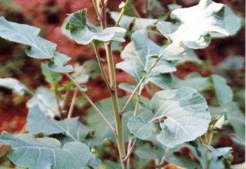 Brassica carinata with cutworm damage. © Maundu, 2000. Brassica carinata with cutworm damage. © Maundu, 2000.