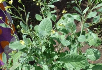 Brassica carinata. â’¸Maundu, 2006 Brassica carinata. â’¸Maundu, 2006