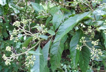 Common bitterleaf showing leaves and flowers. © Bekele-Tesemma et al, 2007 Common bitterleaf showing leaves and flowers. © Bekele-Tesemma et al, 2007