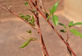 Corchorus olitorius (Wenwere poo), Yipal village, Burkina Faso. ©- Maundu, 2014 Corchorus olitorius (Wenwere poo), Yipal village, Burkina Faso. ©- Maundu, 2014