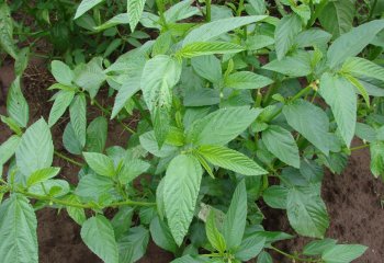 Corchorus olitorius in cultivation, Kenya Ⓒ Maundu, 2012 Corchorus olitorius in cultivation, Kenya Ⓒ Maundu, 2012