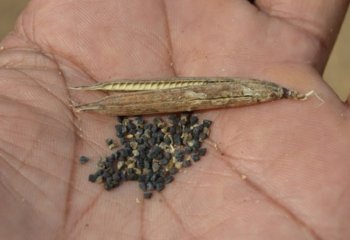 Corchorus olitorius seeds, Kamashi, Ethiopia. Ⓒ Maundu, 2005 Corchorus olitorius seeds, Kamashi, Ethiopia. Ⓒ Maundu, 2005