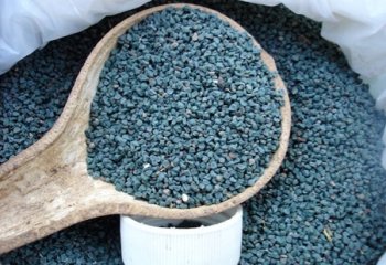 Corchorus seeds in Gulu market, Uganda. © Maundu, 2005 Corchorus seeds in Gulu market, Uganda. © Maundu, 2005