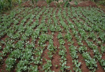 Cowpeas planted on rows â’¸ Maundu, 2021 Cowpeas planted on rows â’¸ Maundu, 2021