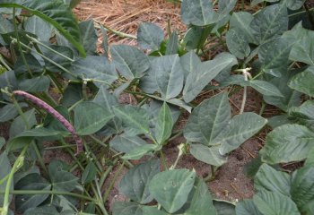 Creeping form of Cowpea with a pod. Creeping forms of Cowpeas are good soil covers. Individual leaves are harvested â’¸ Maundu, 2017 Creeping form of Cowpea with a pod. Creeping forms of Cowpeas are good soil covers. Individual leaves are harvested â’¸ Maundu, 2017
