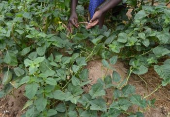 Creeping form of cowpea â’¸ Maundu 2021 Creeping form of cowpea â’¸ Maundu 2021