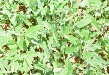 Erect forms of Cowpea. Erect forms are usually sold in the uprooted form â’¸ Maundu, 2014 Erect forms of Cowpea. Erect forms are usually sold in the uprooted form â’¸ Maundu, 2014