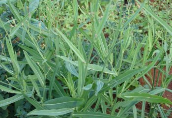 Launaea cornuta (Mutsunga). © Adeka et al., 2005. Foods of the Nairobi People. A picture book of foods found in Nairobi Markets Launaea cornuta (Mutsunga). © Adeka et al., 2005. Foods of the Nairobi People. A picture book of foods found in Nairobi Markets