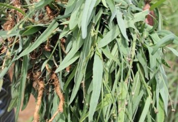Launea cornuta plant harvested for vegetable in coast Kenya © Muia J, 2023 Launea cornuta plant harvested for vegetable in coast Kenya © Muia J, 2023