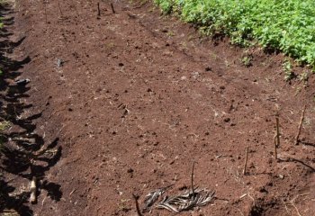 Raised beds in Kiambu, Kenya, showing raised beds with furrows for drainage; The heap to the right is manure. â’¸ Maundu, 2021 Raised beds in Kiambu, Kenya, showing raised beds with furrows for drainage; The heap to the right is manure. â’¸ Maundu, 2021