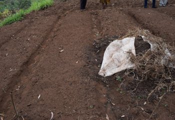 Raised beds in Kiambu, Kenya, showing raised beds with furrows for drainage; The heap to the right is manure. â’¸ Maundu, 2021 Raised beds in Kiambu, Kenya, showing raised beds with furrows for drainage; The heap to the right is manure. â’¸ Maundu, 2021