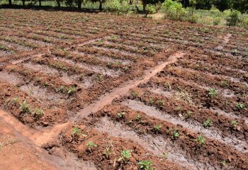 Vegetables grown inside Zai pits â’¸ Maundu,2021 Vegetables grown inside Zai pits â’¸ Maundu,2021