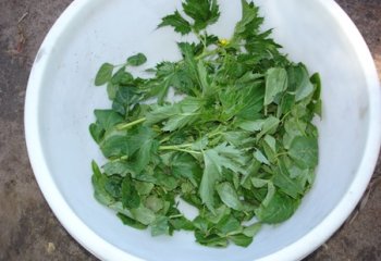 Sudan variety of Corchorus olitirius (atigo-ajae) mixed with cowpea leaves. © Maundu, 2005 Sudan variety of Corchorus olitirius (atigo-ajae) mixed with cowpea leaves. © Maundu, 2005