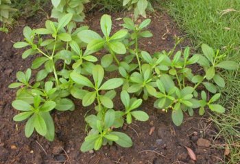 Talinum fruticosum (Waterleaf) plant Ⓒ Maundu, 2006 Talinum fruticosum (Waterleaf) plant Ⓒ Maundu, 2006