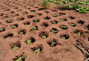 Vegetables grown inside Zai pits â’¸ Maundu,2021 Vegetables grown inside Zai pits â’¸ Maundu,2021