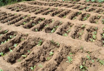 Vegetables grown on sunken beds, Migwani, Kenya â’¸ Maundu, 2021 Vegetables grown on sunken beds, Migwani, Kenya â’¸ Maundu, 2021