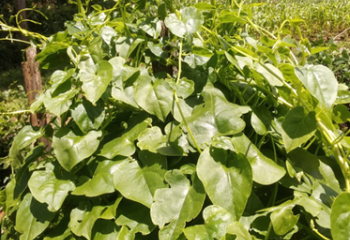 Vine spinach in Vihiga county, western Kenya Ⓒ Maundu , 2022 Vine spinach in Vihiga county, western Kenya Ⓒ Maundu , 2022