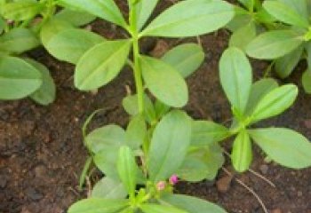 Water leaf (Talinum fruticosum). Ⓒ P. Maundu, 2006 Water leaf (Talinum fruticosum). Ⓒ P. Maundu, 2006