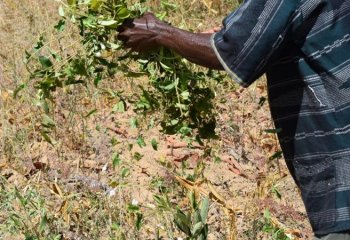 Collecting Ipomoea mombassana leaves from wild during the dry season. © Maundu, 2022 Collecting Ipomoea mombassana leaves from wild during the dry season. © Maundu, 2022