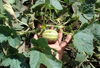Cucurbita ficifolia leaves and fruiting branch. Ⓒ Maundu, 2022 Cucurbita ficifolia leaves and fruiting branch. Ⓒ Maundu, 2022